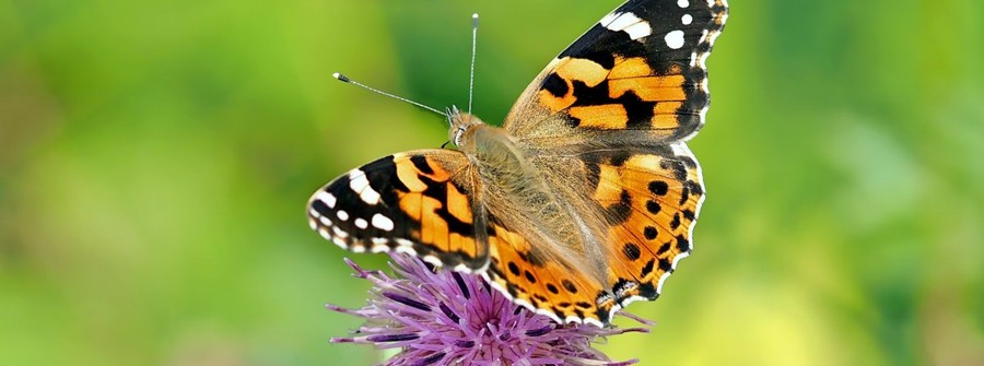 natur_schmetterling2